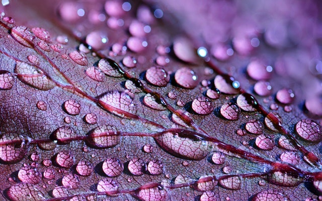 rain on a leaf